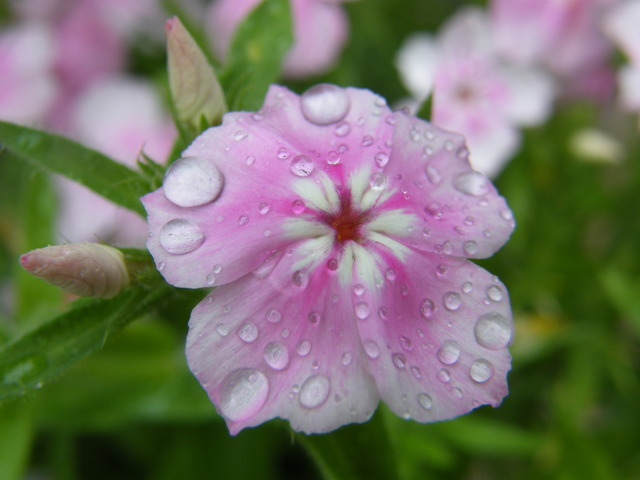 2010_10132837.JPG