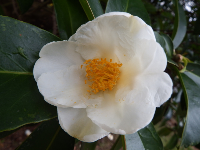 2013_11020283.JPG