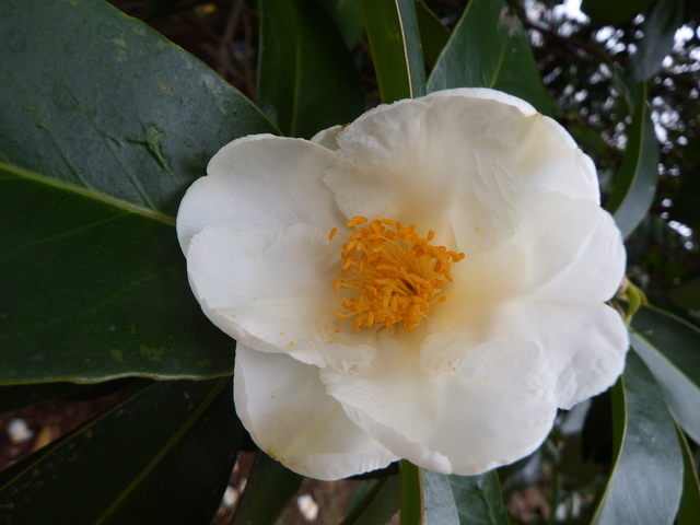 2013_11020285.JPG