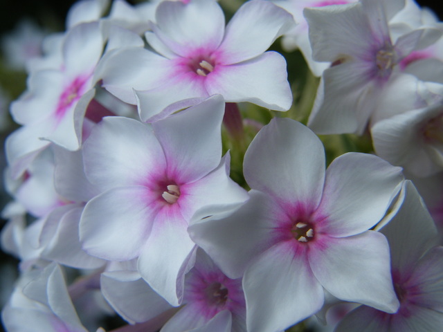 DSCF7950.JPG